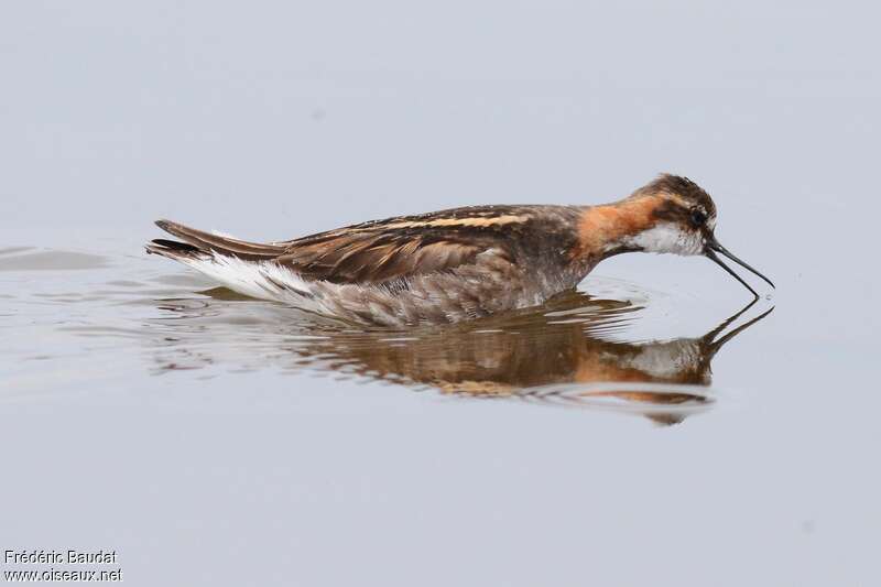 Phalarope à bec étroit mâle adulte nuptial, pêche/chasse