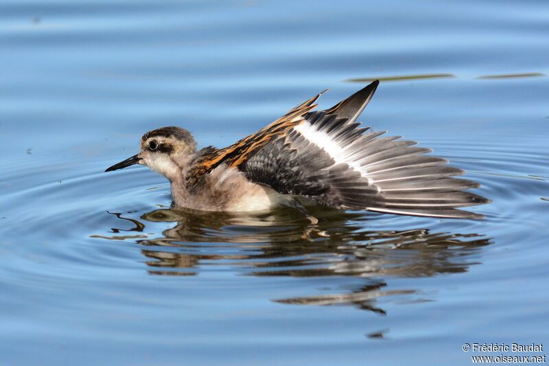 Red-necked Phalaropejuvenile, care, swimming