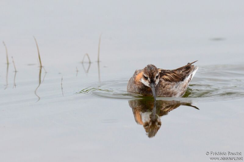 Red-necked Phalarope male adult breeding, identification, swimming, fishing/hunting