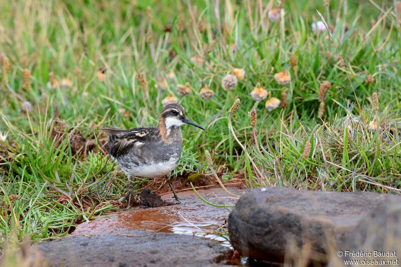 Phalarope à bec étroit mâle adulte nuptial, identification