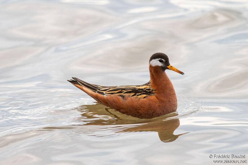 Red Phalarope female adult breeding, swimming