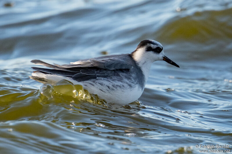 Phalarope à bec largeadulte internuptial, nage