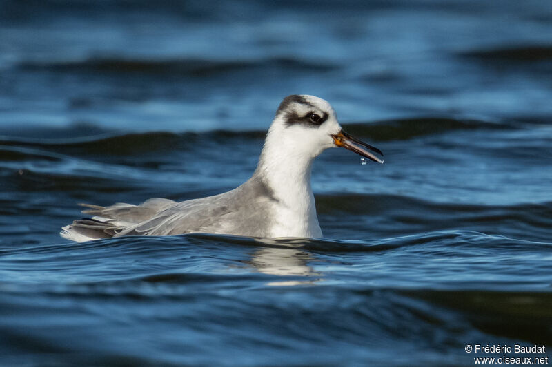 Phalarope à bec largeadulte internuptial, nage, mange