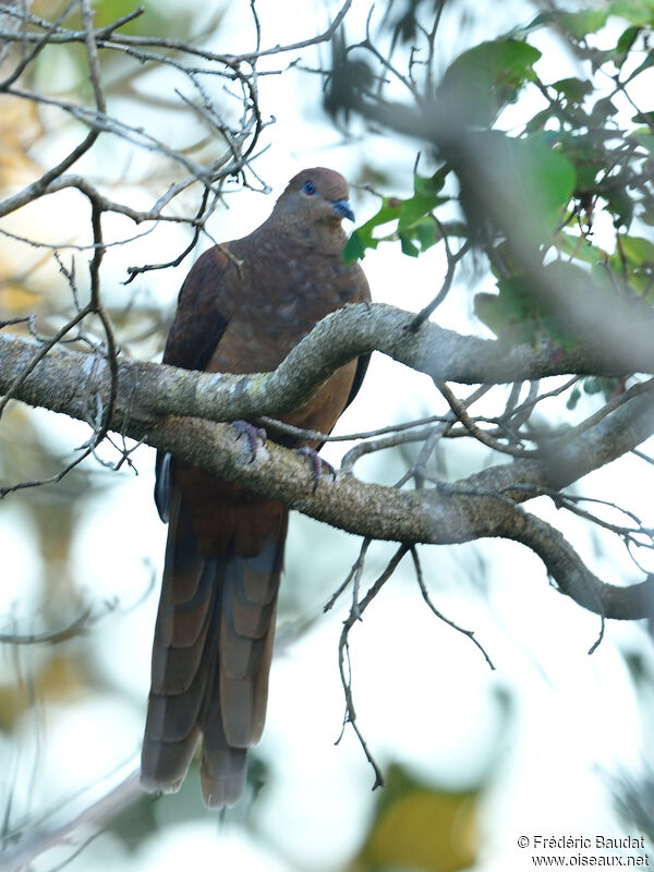 Brown Cuckoo-Dove