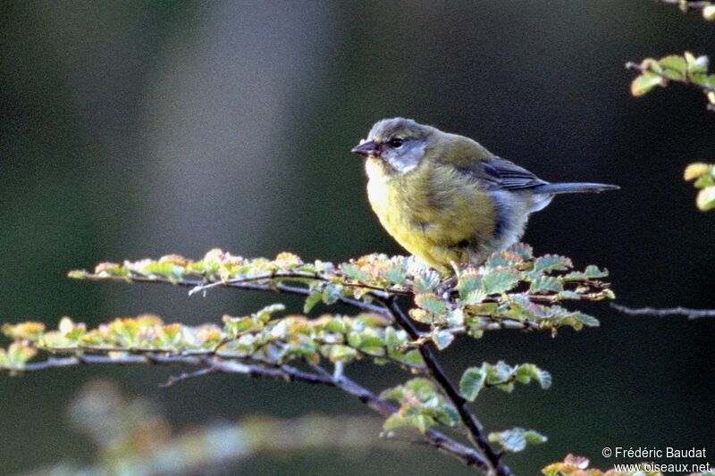 Patagonian Sierra Finchadult