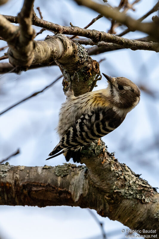 Japanese Pygmy Woodpecker female adult