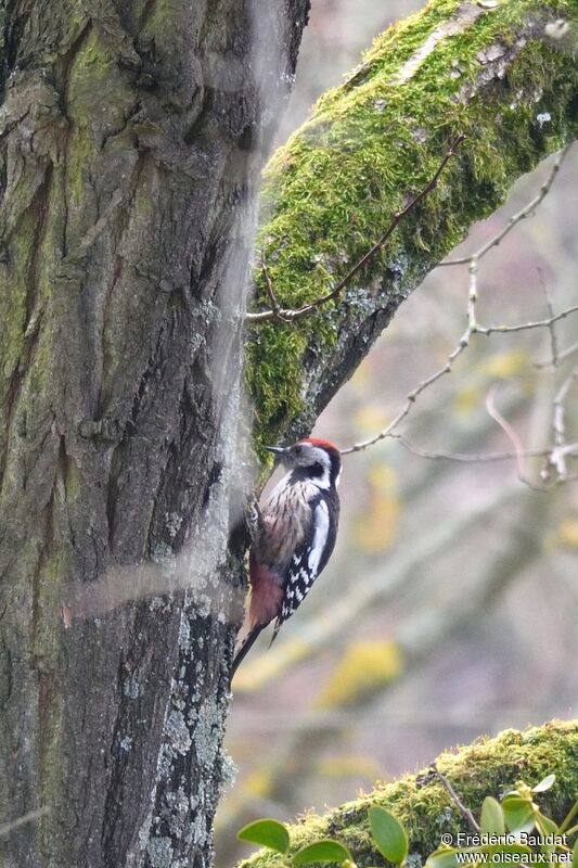 Middle Spotted Woodpeckeradult, identification