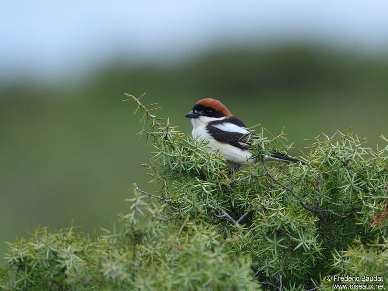 Woodchat Shrike male adult breeding