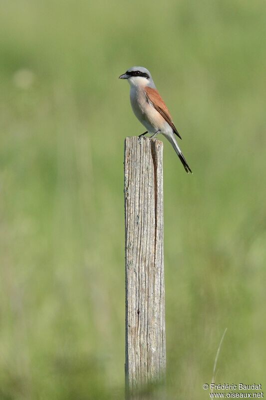 Red-backed Shrike male adult breeding, identification