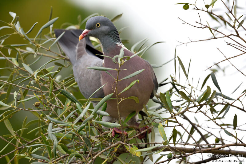 Pigeon ramieradulte