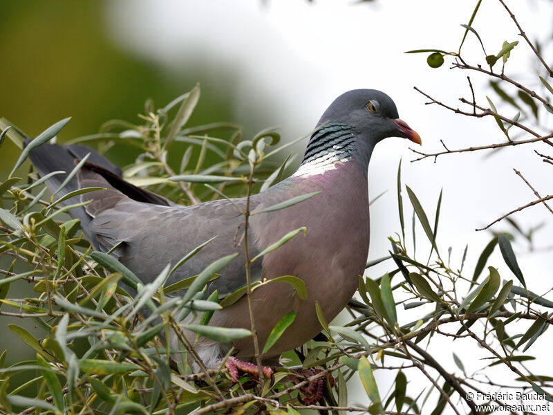 Pigeon ramieradulte