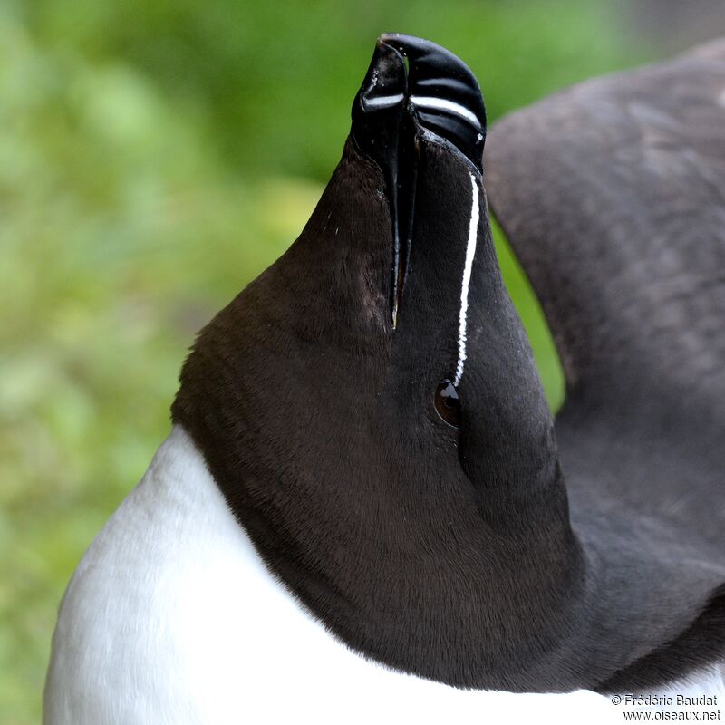 Razorbilladult breeding, close-up portrait