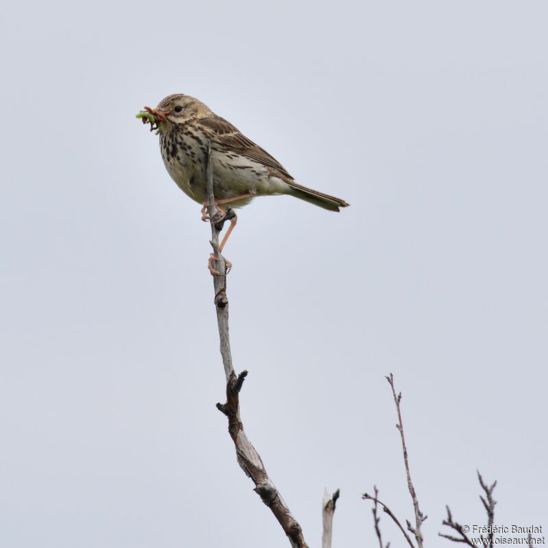 Meadow Pipitadult breeding, identification, feeding habits