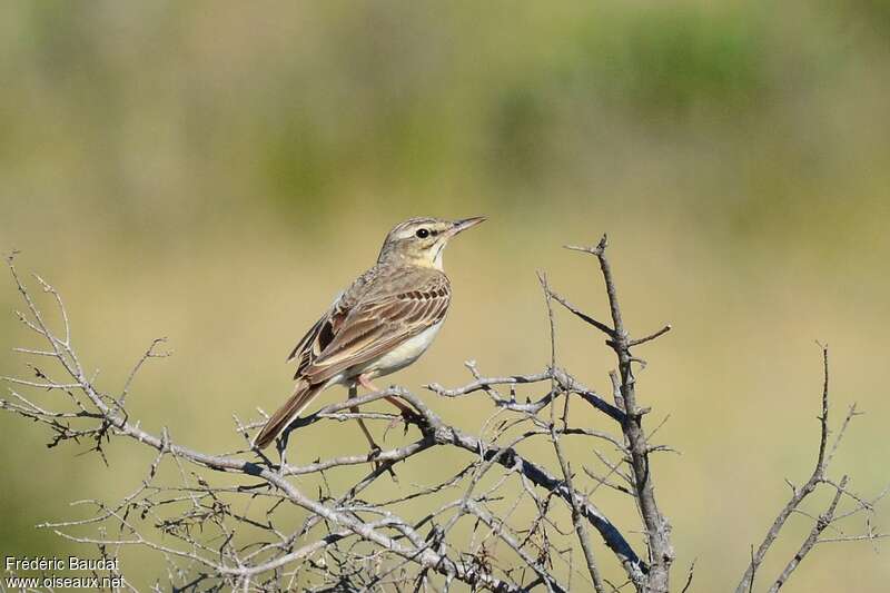 Pipit rousselineadulte