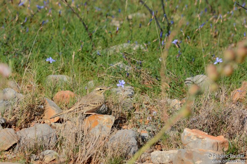 Pipit rousselineadulte, identification