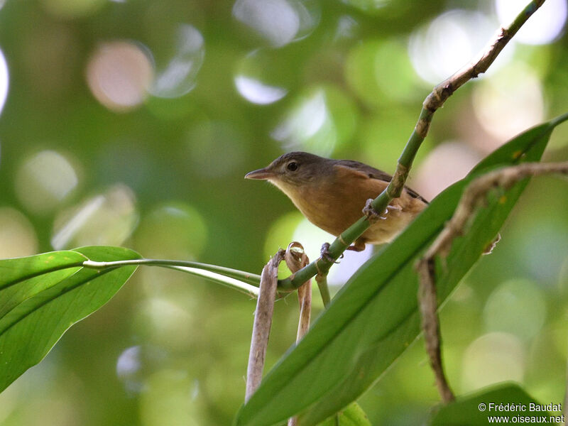 Arafura Shrikethrush