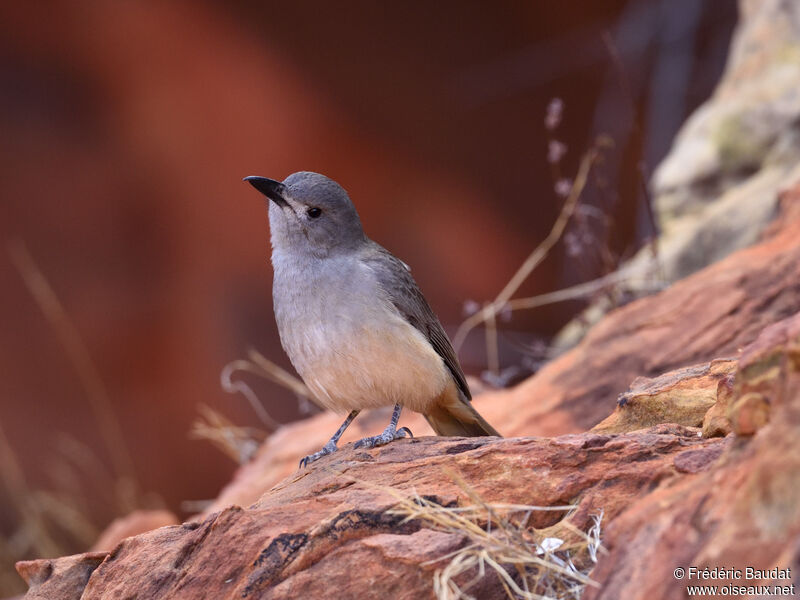 Pitohui gris mâle adulte