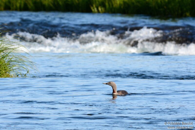 Plongeon catmarinadulte nuptial, identification, nage