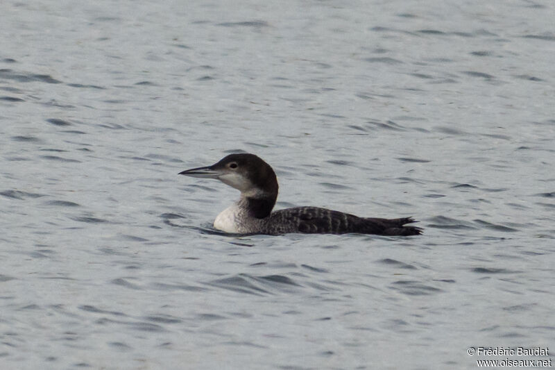 Common LoonFirst year, swimming