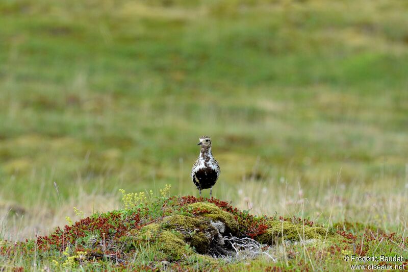 European Golden Ploveradult breeding, habitat