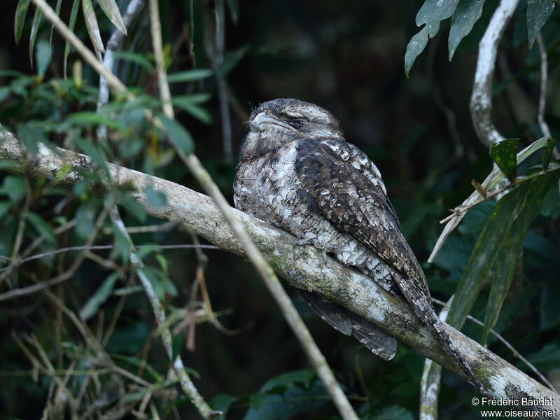 Tawny Frogmouth male adult