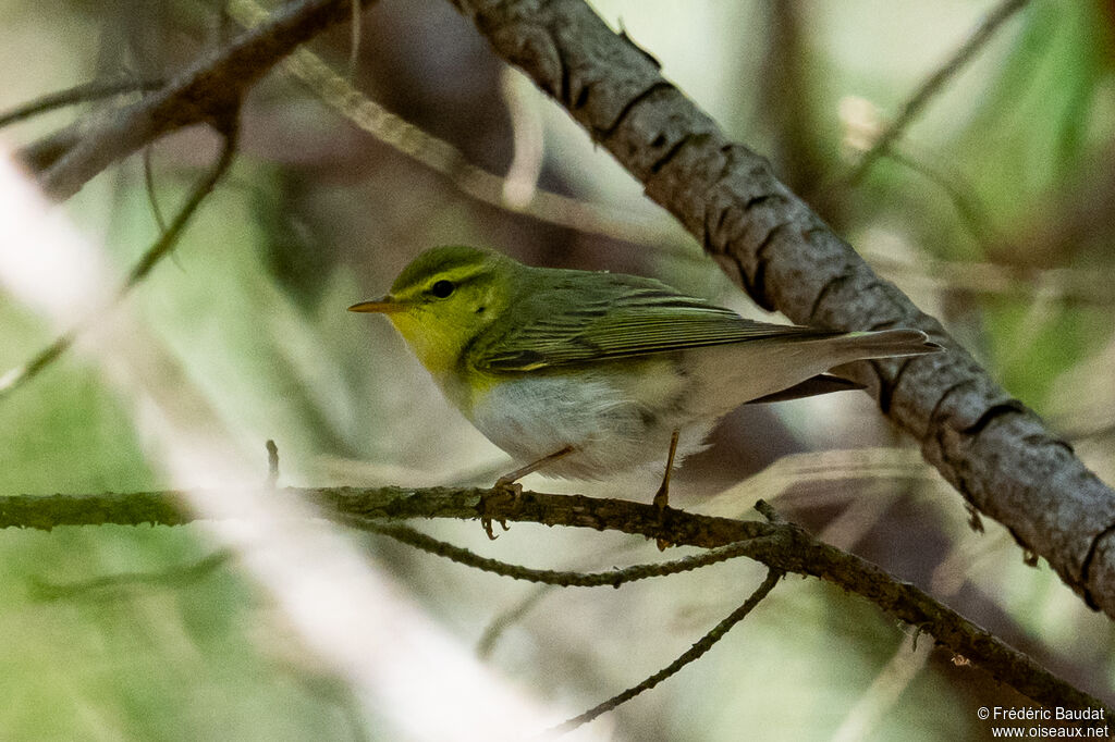 Wood Warbler male
