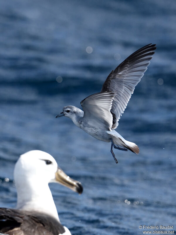 Fairy Prion, Flight