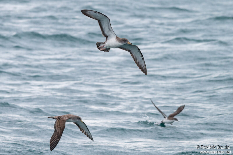 Scopoli's Shearwater, Flight