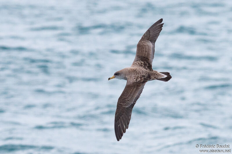 Scopoli's Shearwater, Flight