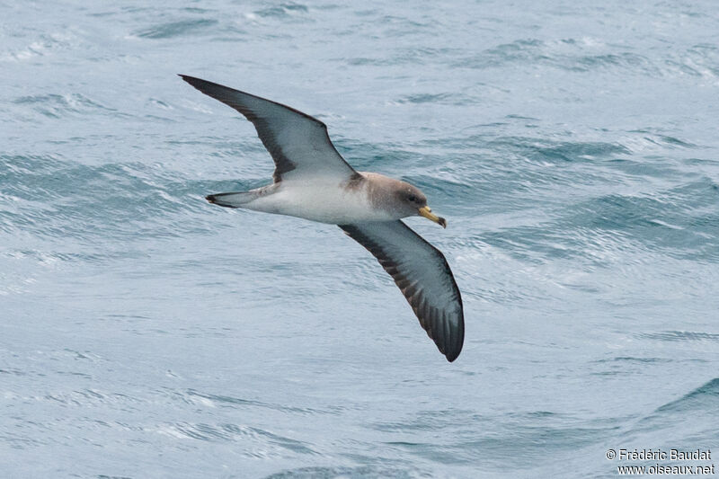 Scopoli's Shearwater, Flight