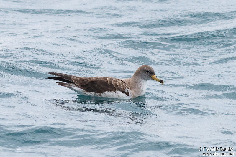 Scopoli's Shearwater, swimming