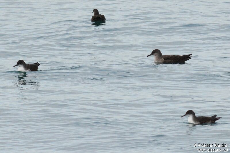 Balearic Shearwater, identification