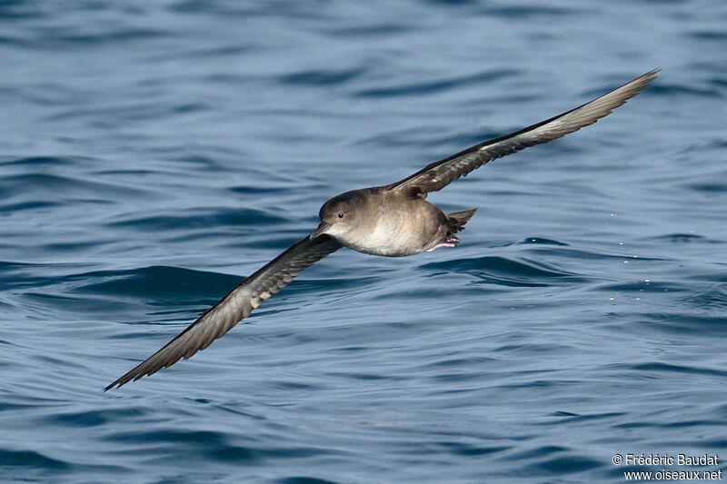 Balearic Shearwater, Flight