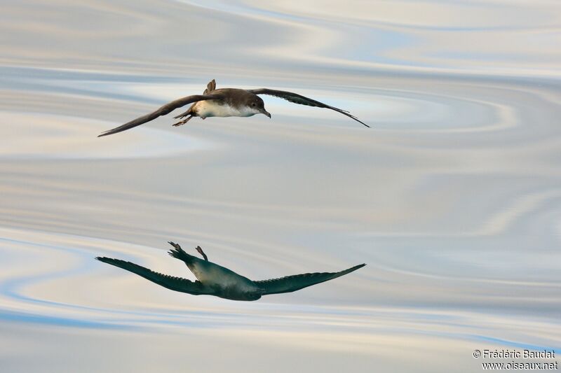 Yelkouan Shearwater, Flight