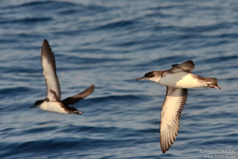 Yelkouan Shearwater, Flight