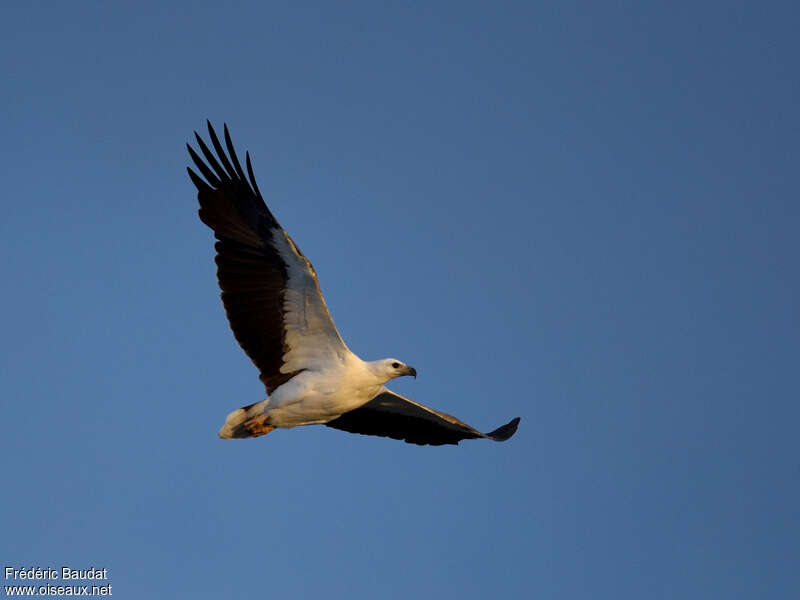 White-bellied Sea Eagleadult, Flight