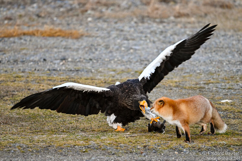 Steller's Sea Eagleadult, Behaviour