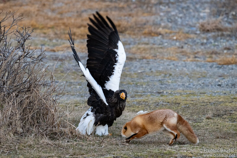 Steller's Sea Eagle, Behaviour