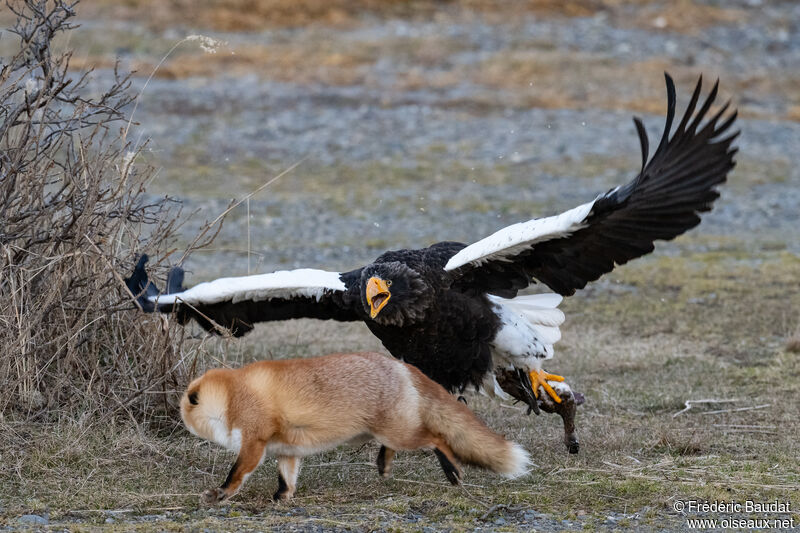 Steller's Sea Eagleadult, Behaviour