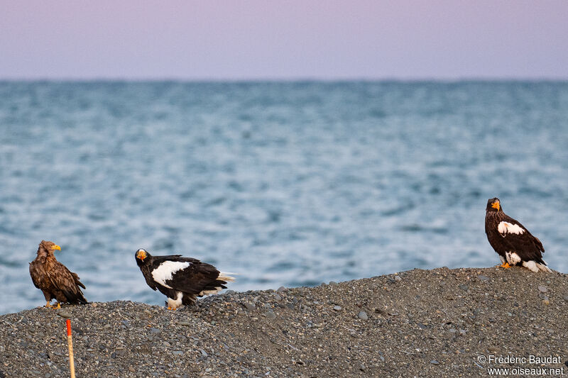 Steller's Sea Eagleadult, eats