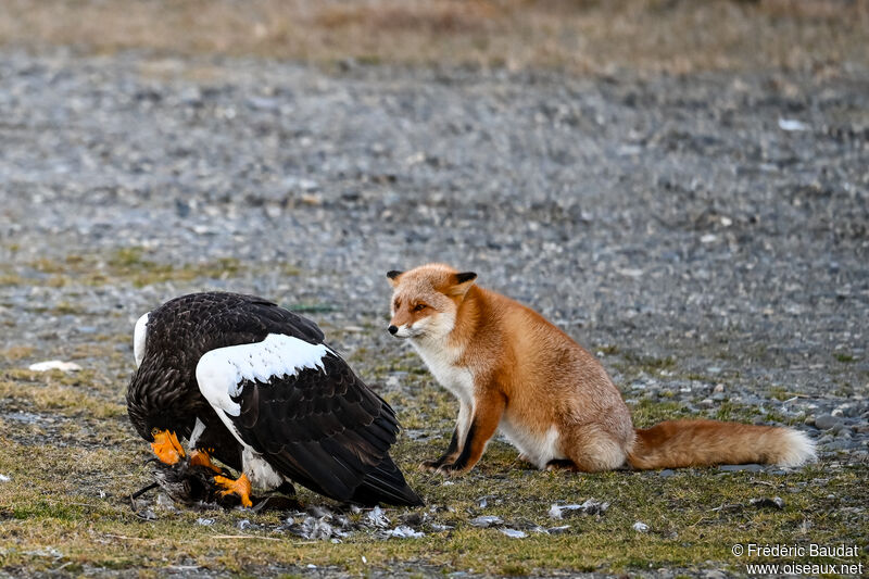 Steller's Sea Eagleadult, eats