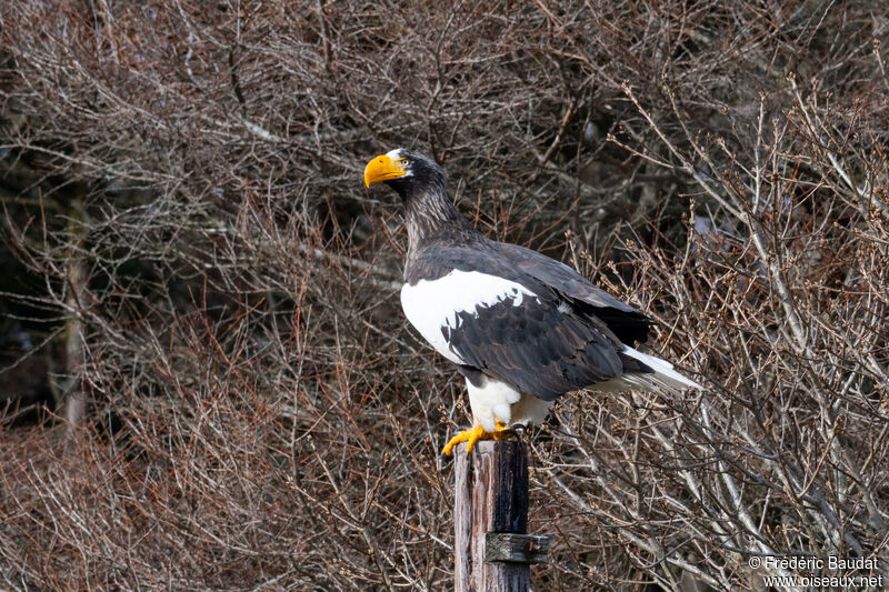 Steller's Sea Eagleadult