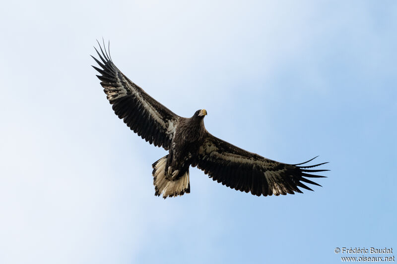 Steller's Sea Eagleimmature, Flight