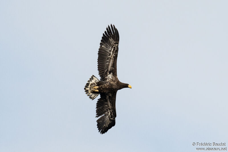 Steller's Sea Eagleimmature, Flight