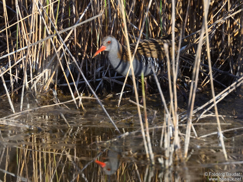 Water Railadult