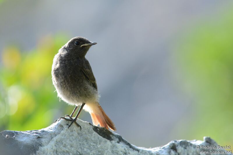 Black Redstartjuvenile