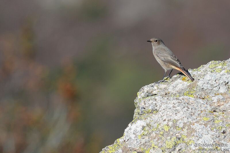 Black Redstart, identification