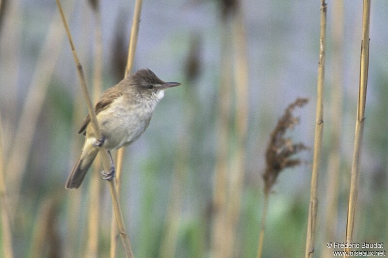 Oriental Reed Warbler male adult, song