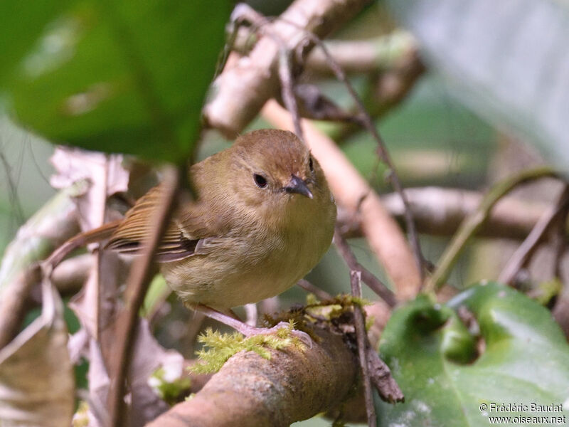 Large-billed Scrubwren