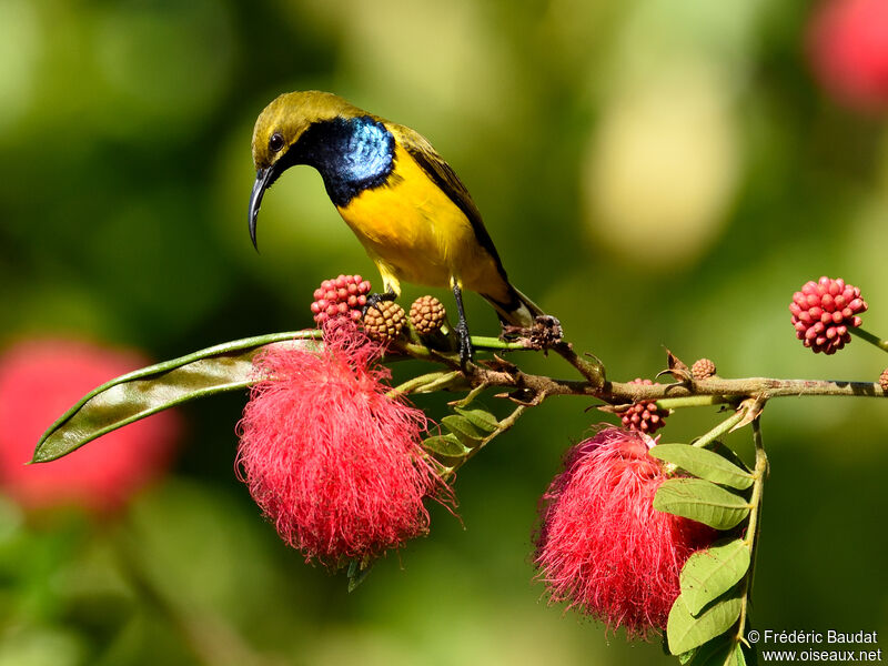 Sahul Sunbird male adult, eats